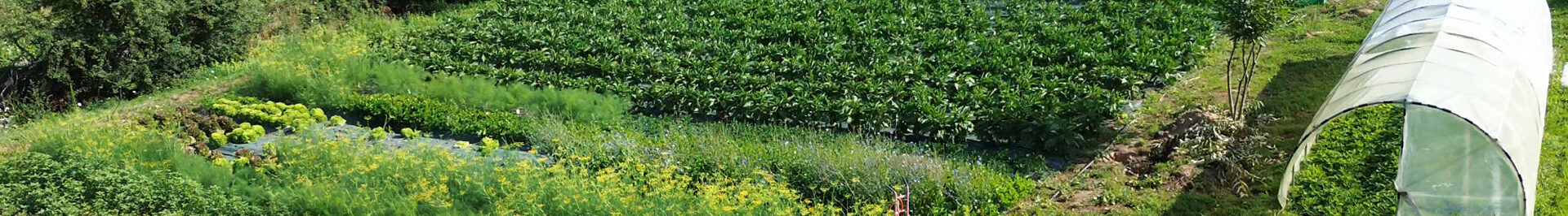 Aubergine la mothe 2024