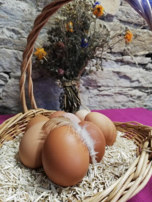 Oeufs Frais Biologiques