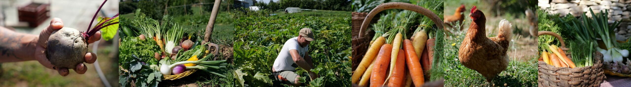 slider Légumes poules pondeuse